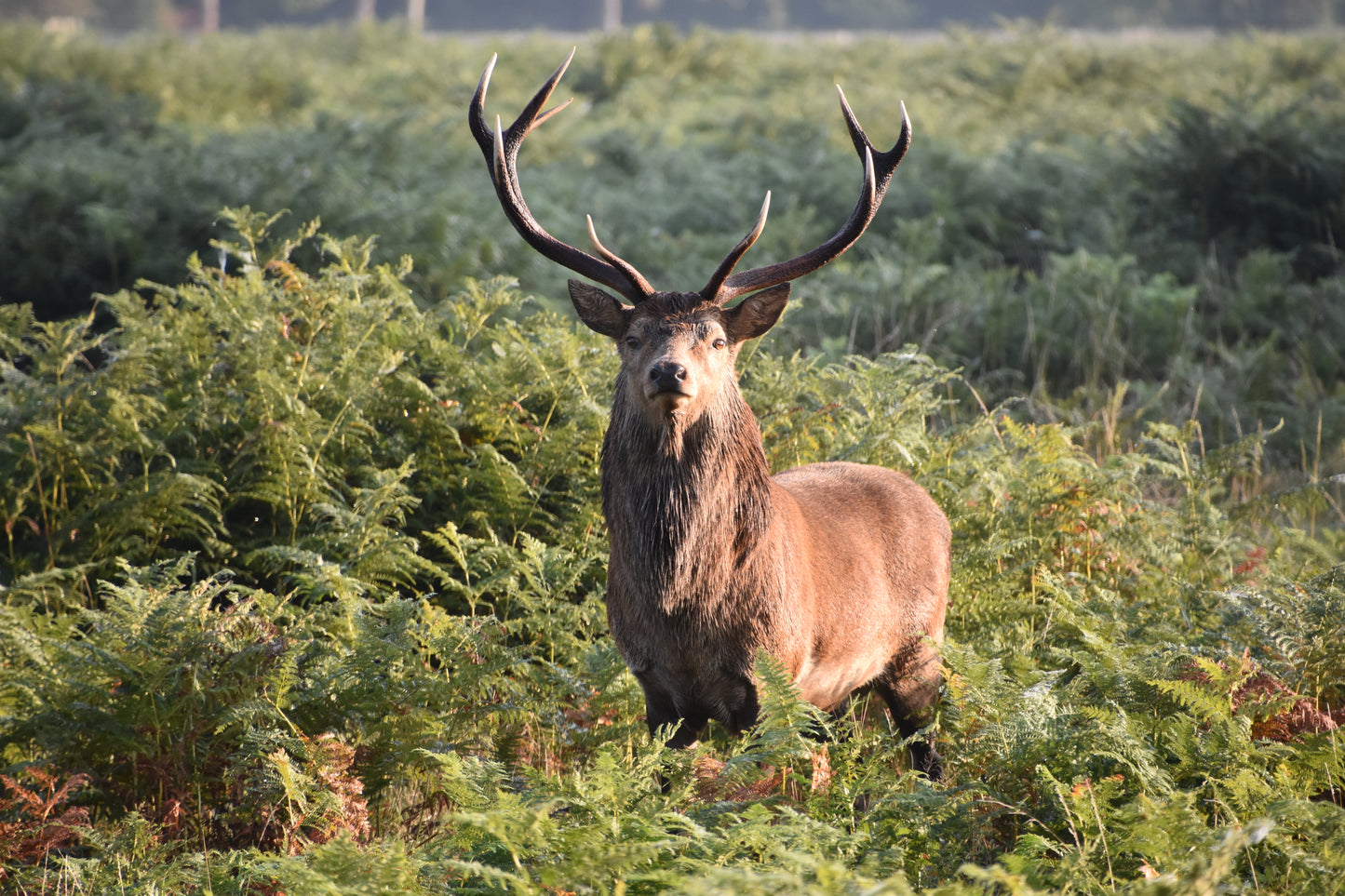 Royal Stag