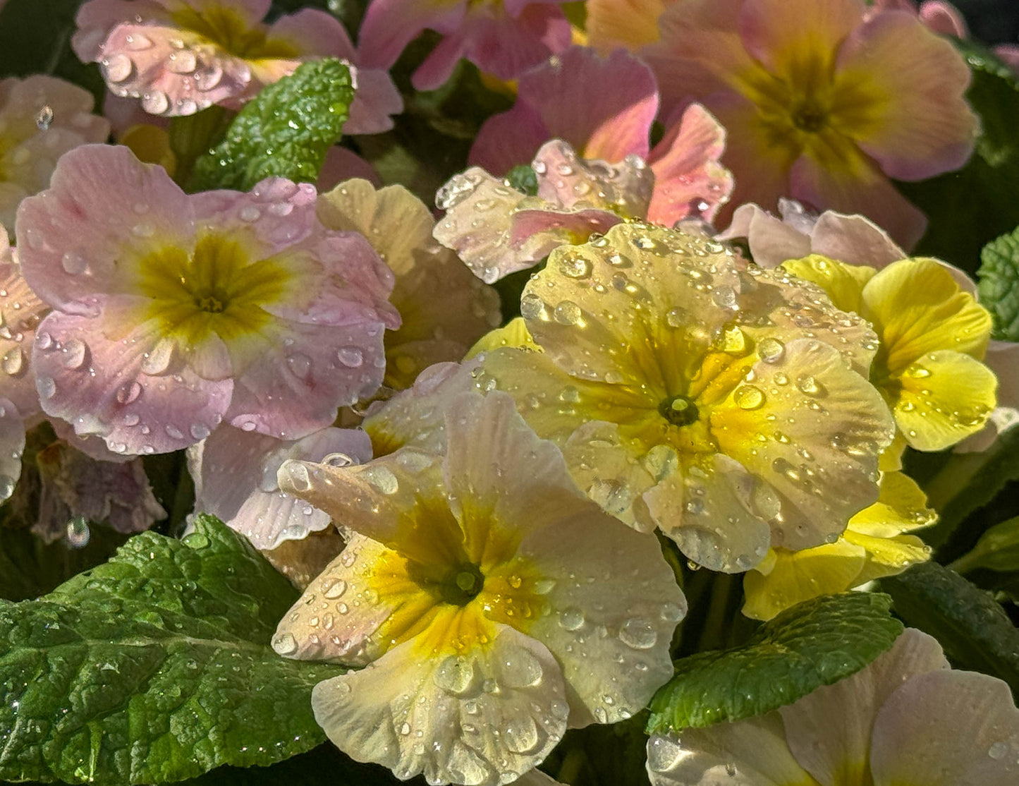 Pastel Primroses