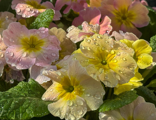 Pastel Primroses