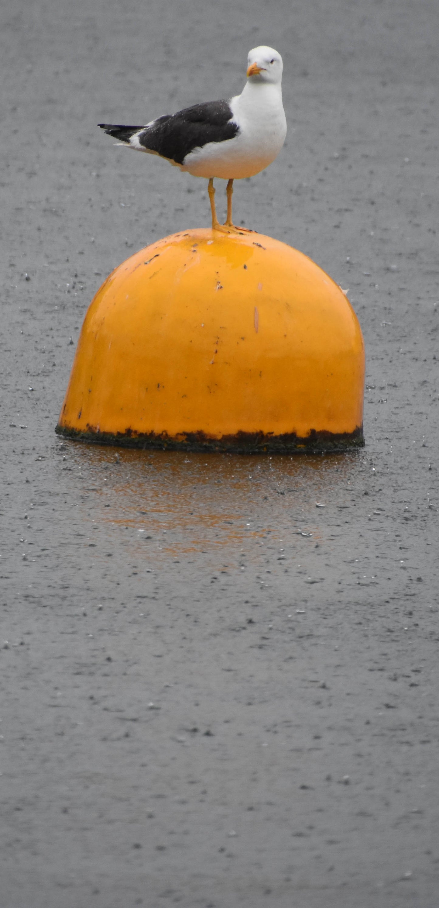 That's my Buoy